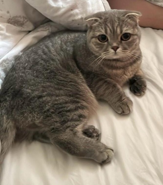 Scottish Fold, Kedi  Şila fotoğrafı