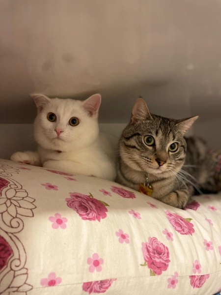British Shorthair, Kedi  julıet fotoğrafı