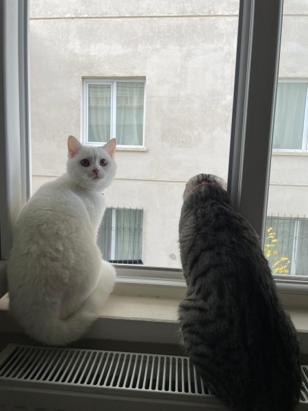 British Shorthair, Kedi  julıet fotoğrafı