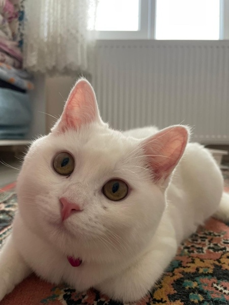 British Shorthair, Kedi  julıet fotoğrafı