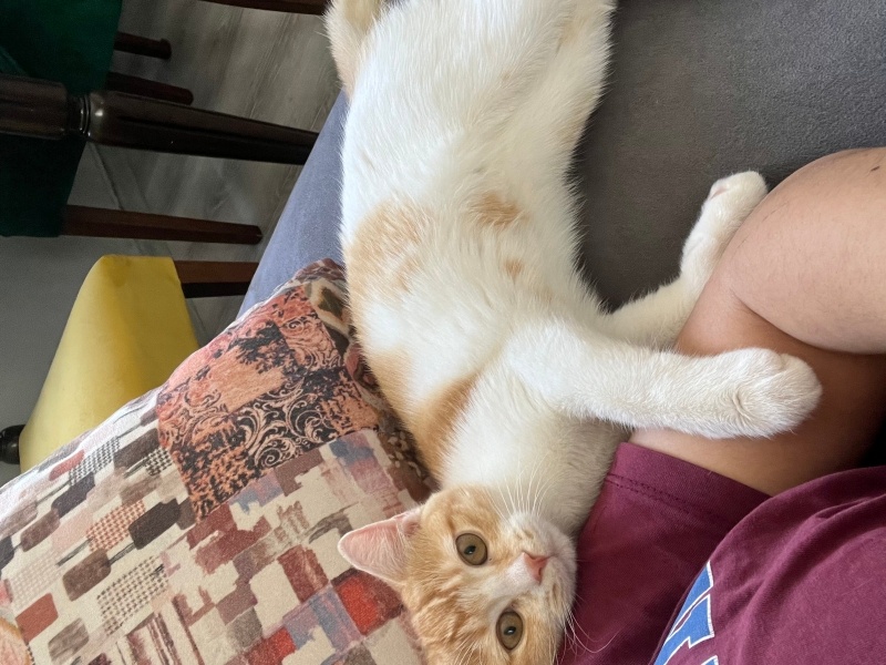 Sarman, Kedi  Lili fotoğrafı