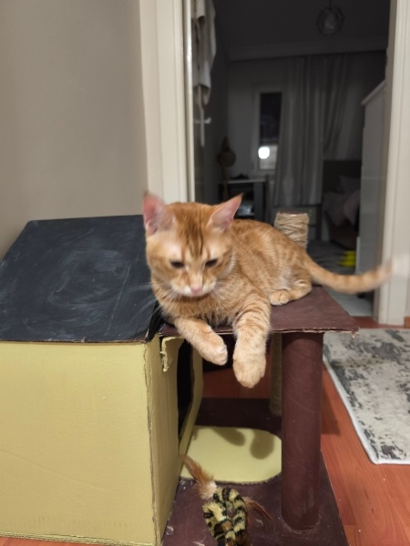 Tekir Kedi, Kedi  Chivas fotoğrafı