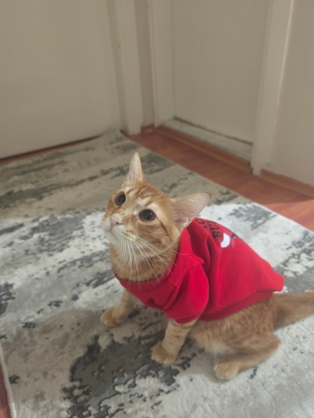 Tekir Kedi, Kedi  Chivas fotoğrafı