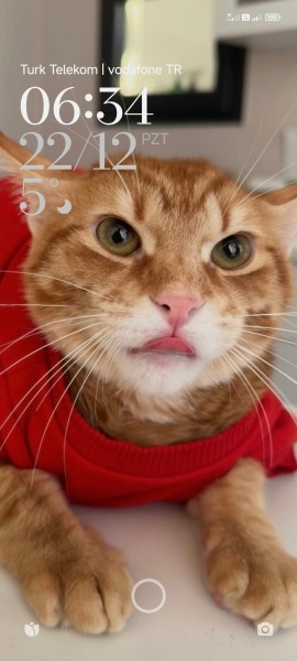 Tekir Kedi, Kedi  Chivas fotoğrafı