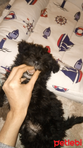 Maltese, Köpek  Gece fotoğrafı