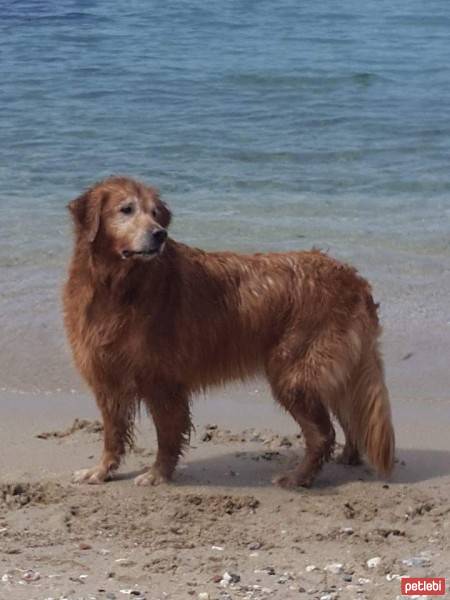 Golden Retriever, Köpek  SERA fotoğrafı
