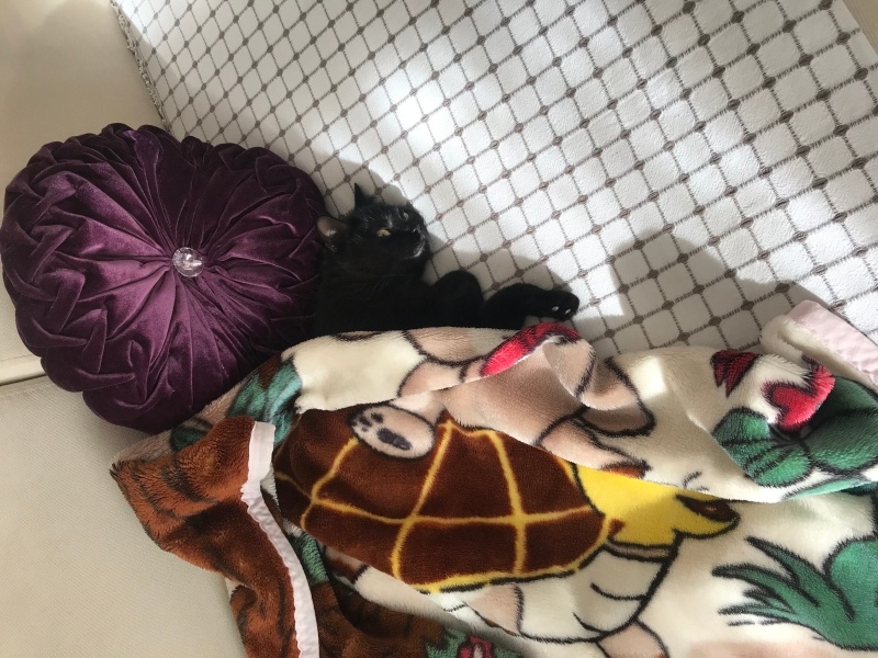 Tekir Kedi, Kedi  Oscar fotoğrafı