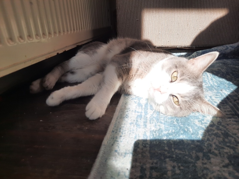 British Shorthair, Kedi  Behlül fotoğrafı