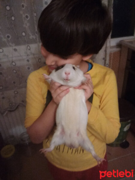 Guinea Pig, Kemirgen  Hulusi fotoğrafı