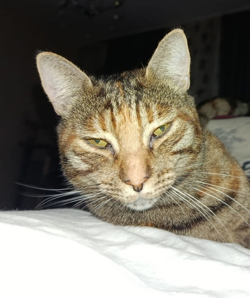 Tekir Kedi, Kedi  MATİLDA fotoğrafı