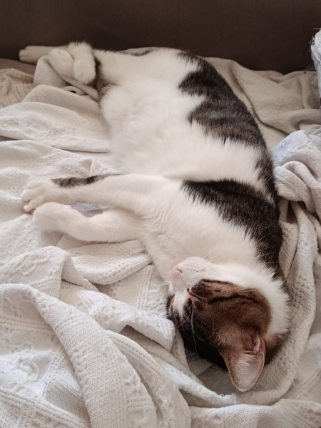 Tekir Kedi, Kedi  ZEUS fotoğrafı