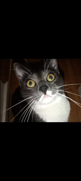 Tekir Kedi, Kedi  PRENS fotoğrafı