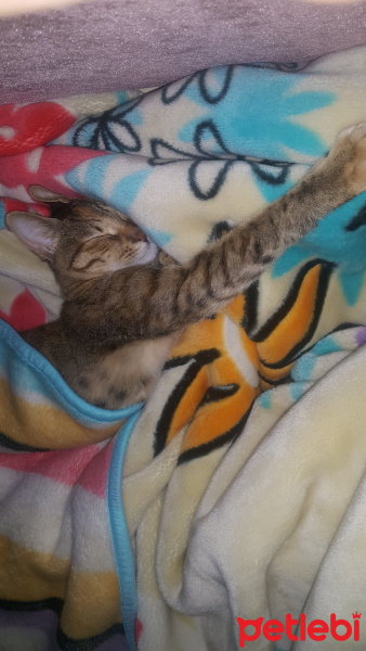 Tekir Kedi, Kedi  HERA fotoğrafı