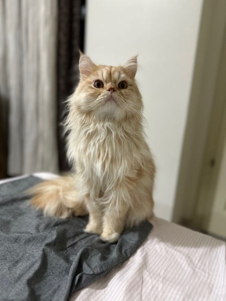 Chinchilla, Kedi  Oscar fotoğrafı