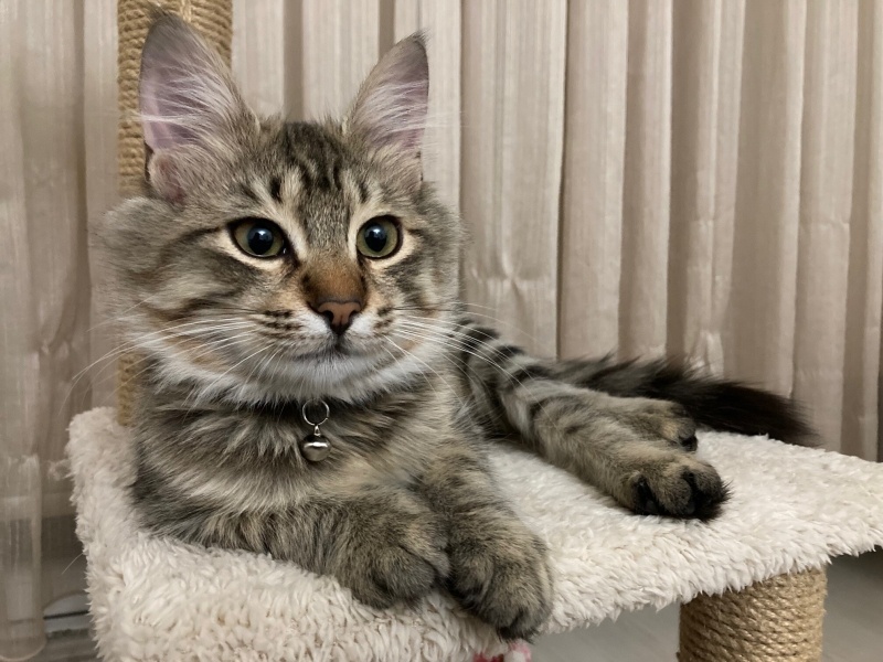 Tekir Kedi, Kedi  Gölge fotoğrafı