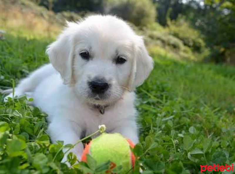 Golden Retriever, Köpek  Sezar  fotoğrafı