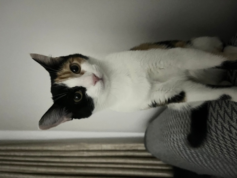 Tekir Kedi, Kedi  Benek fotoğrafı