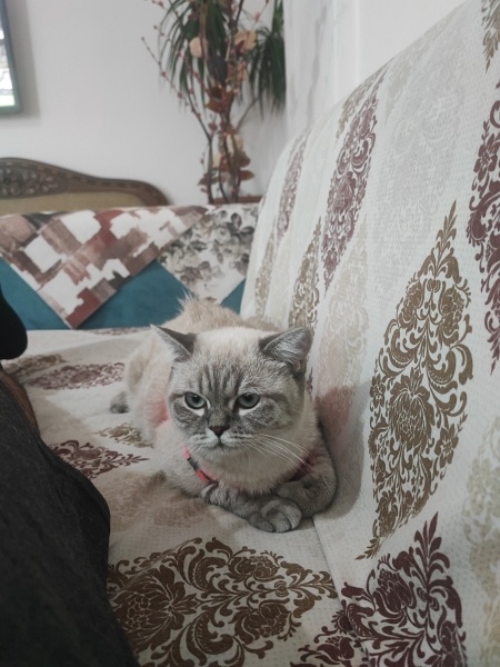 British Longhair, Kedi  Şukufe fotoğrafı