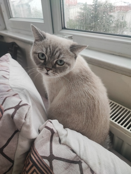British Longhair, Kedi  Şukufe fotoğrafı