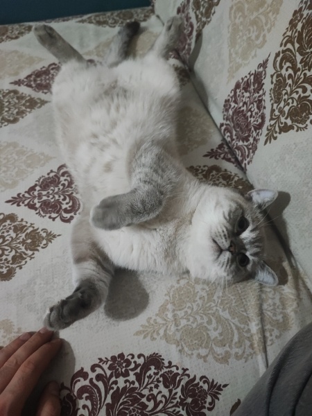 British Longhair, Kedi  Şukufe fotoğrafı