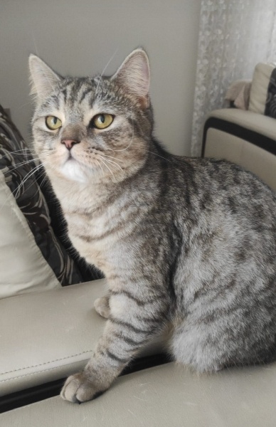 British Shorthair, Kedi  Çakıl fotoğrafı
