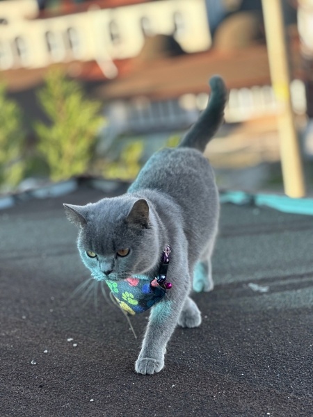 British Shorthair, Kedi  Duman fotoğrafı
