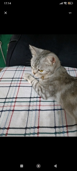 Brazilian Shorthair, Kedi  Paşa fotoğrafı