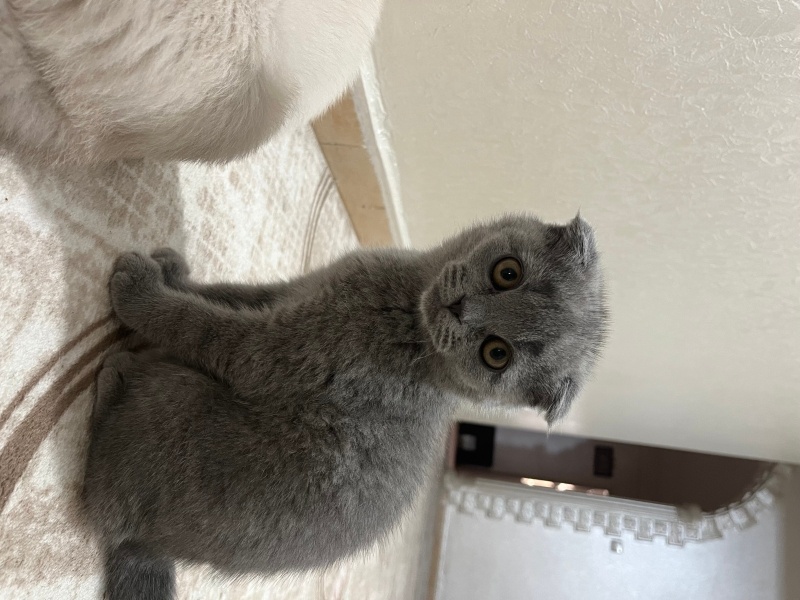 Scottish Fold, Kedi  Sultan fotoğrafı