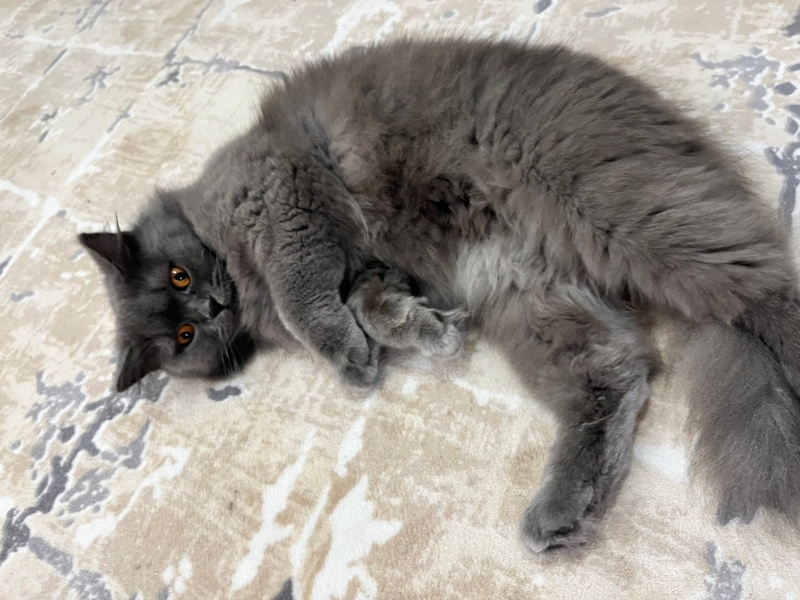 British Shorthair, Kedi  Mia fotoğrafı