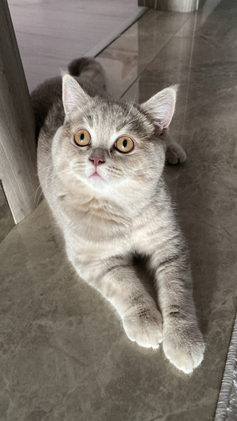 British Shorthair, Kedi  luna fotoğrafı