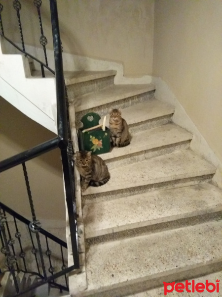 Tekir Kedi, Kedi  umut fotoğrafı
