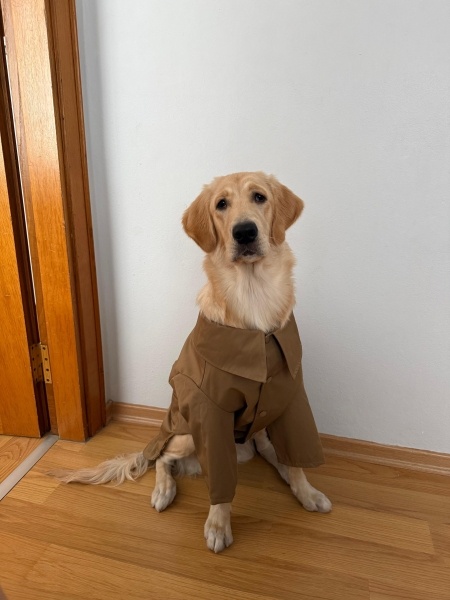 Golden Retriever, Köpek  Hera fotoğrafı