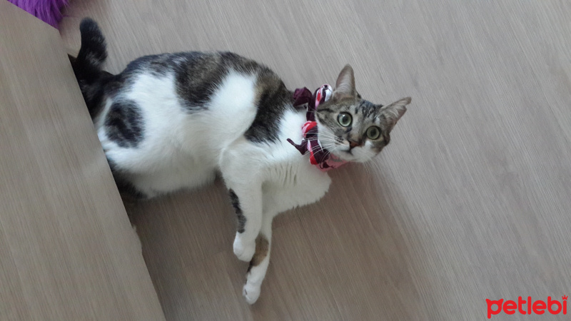 Tekir Kedi, Kedi  Bihter fotoğrafı