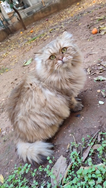 British Longhair, Kedi  CEVİZ fotoğrafı