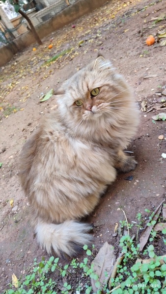 British Longhair, Kedi  CEVİZ fotoğrafı