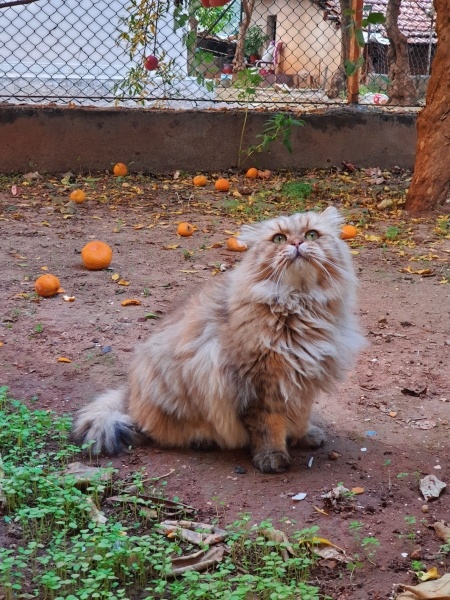 British Longhair, Kedi  CEVİZ fotoğrafı