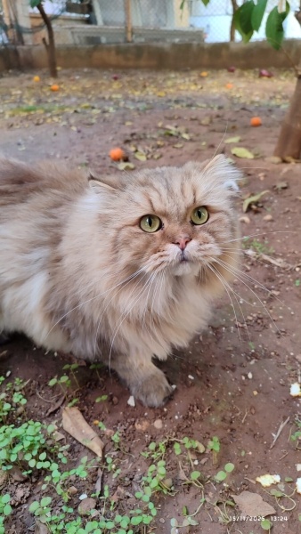 British Longhair, Kedi  CEVİZ fotoğrafı