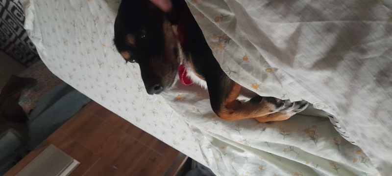 Dachshund (Sosis), Köpek  Appa fotoğrafı