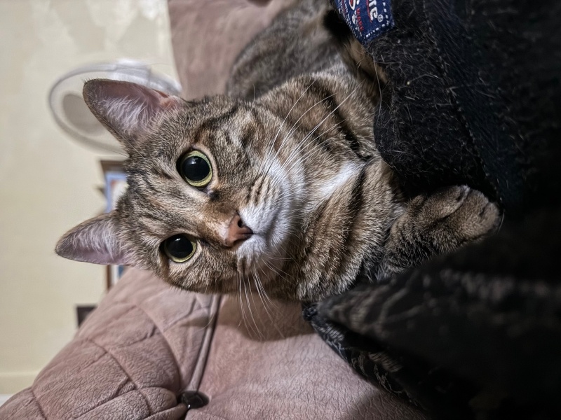 Tekir Kedi, Kedi  Badem fotoğrafı