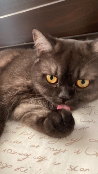 British Shorthair, Kedi  Lily fotoğrafı