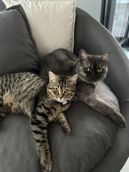 British Shorthair, Kedi  Lily fotoğrafı