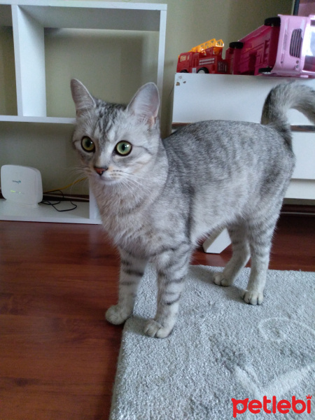 British Shorthair, Kedi  Mia fotoğrafı