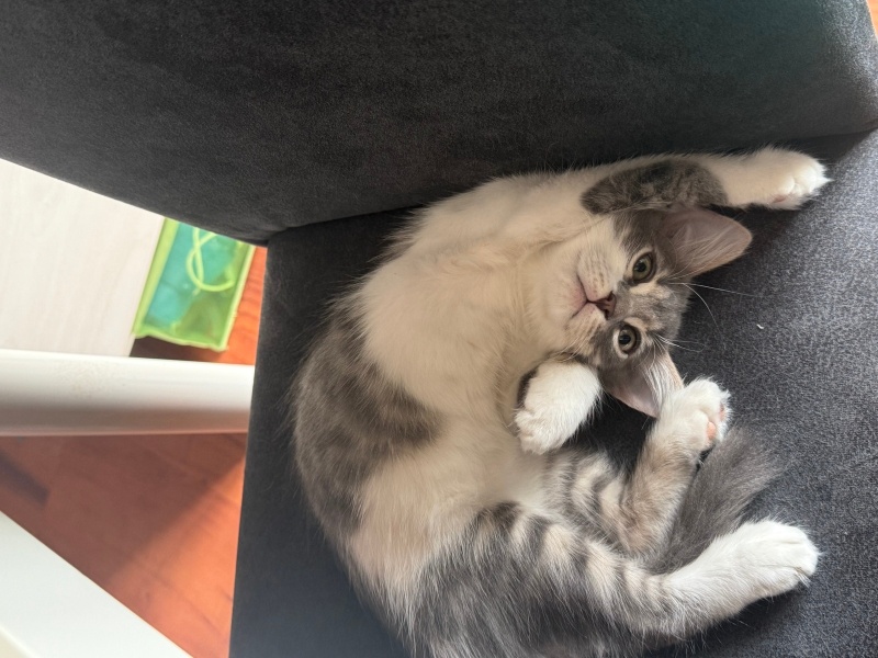 Tekir Kedi, Kedi  Sütlaç fotoğrafı