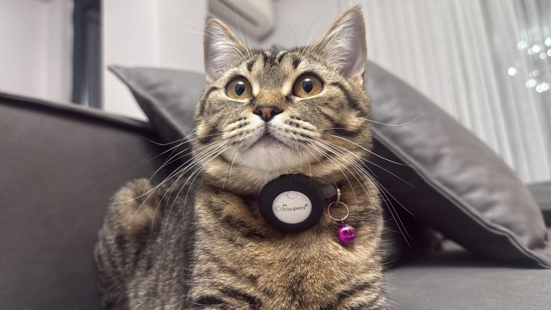 Tekir Kedi, Kedi  Toffee fotoğrafı