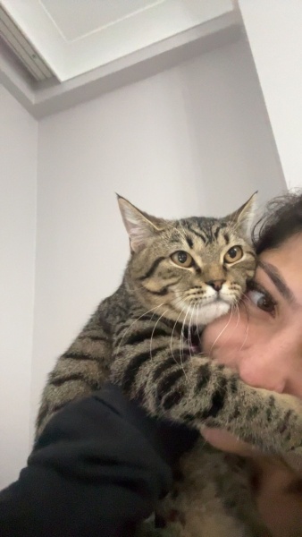 Tekir Kedi, Kedi  Toffee fotoğrafı