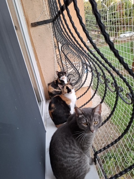 Tekir Kedi, Kedi  fıstık fotoğrafı