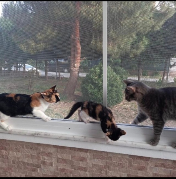 Tekir Kedi, Kedi  fıstık fotoğrafı
