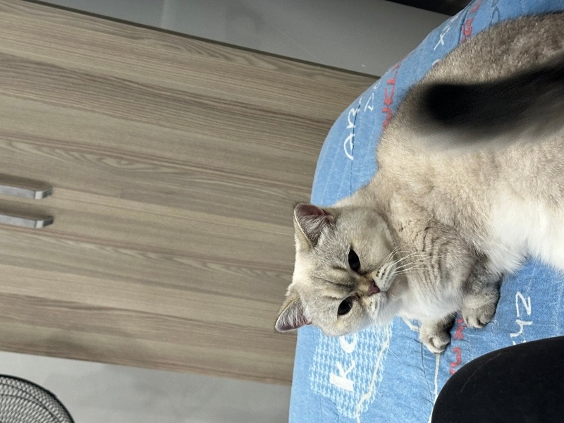 Scottish Fold, Kedi  Luna fotoğrafı