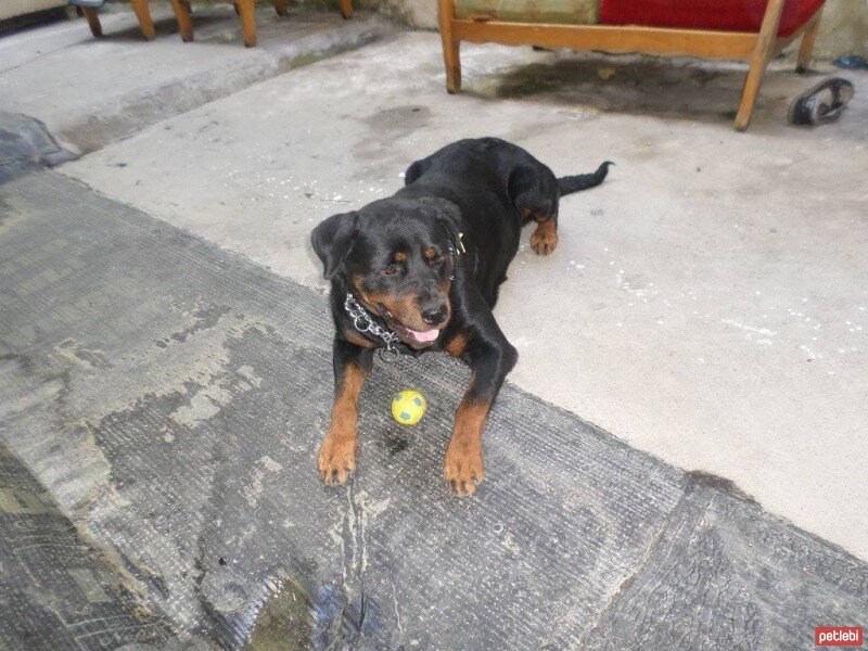 Rottweiler, Köpek  angel fotoğrafı