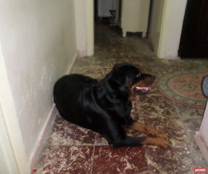 Rottweiler, Köpek  angel fotoğrafı